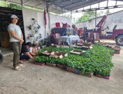 Program Ketahanan Pangan, Pemdes Beringin Salurkan 6400 Bibit Rica Kepada Warga